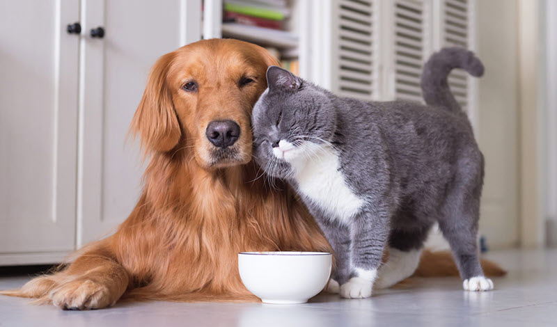 V. Suárez has a large selection of pet products